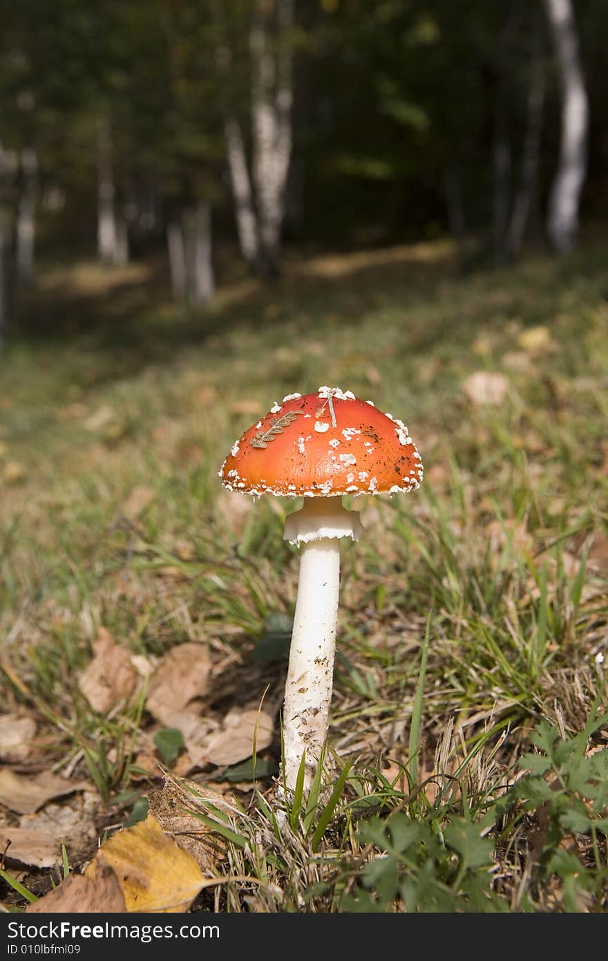 A red patch mushroom on the grass