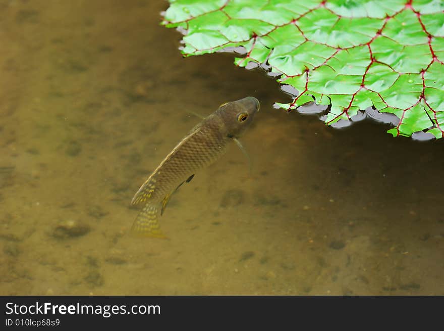 A fish is eating the lotus leaf