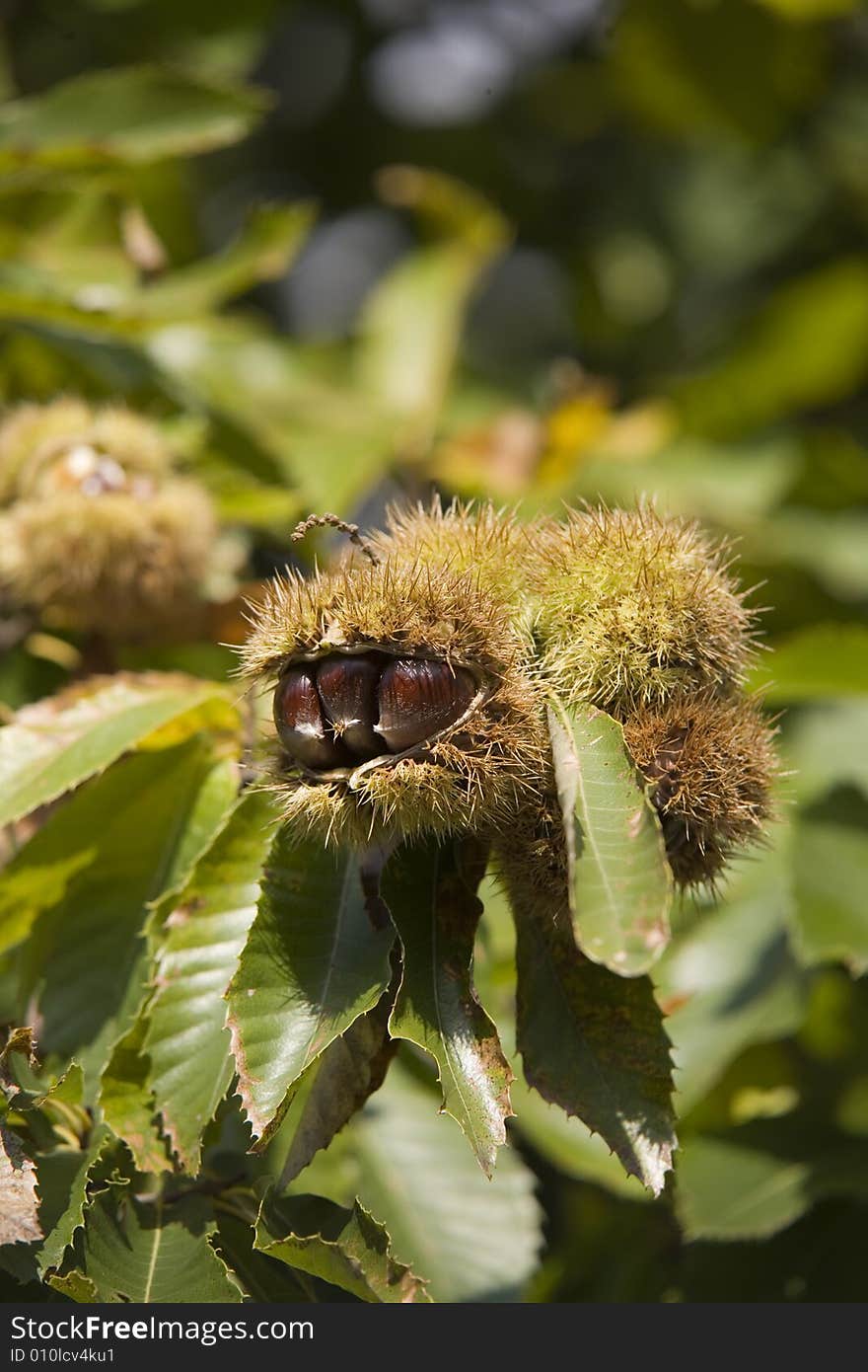 Chestnuts in their husk still on the tree. Chestnuts in their husk still on the tree