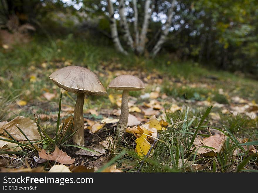 A pair of brown cap mushrooms