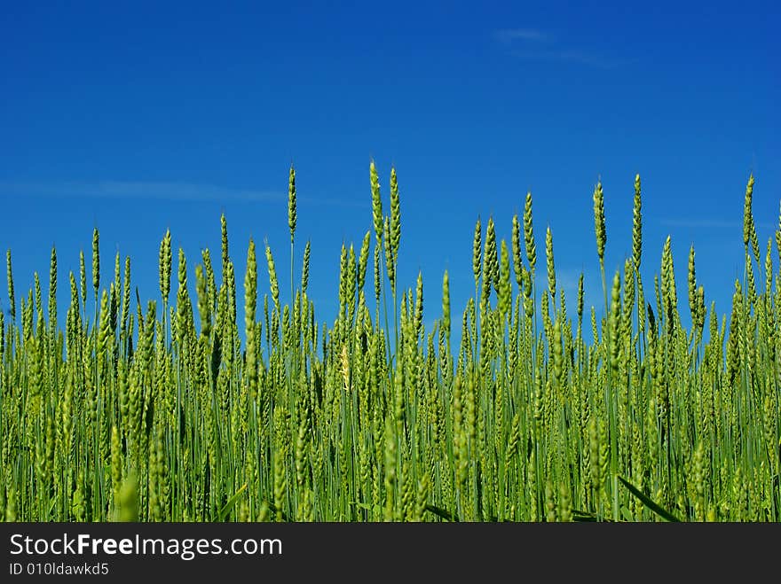 Wheat field on a background sky