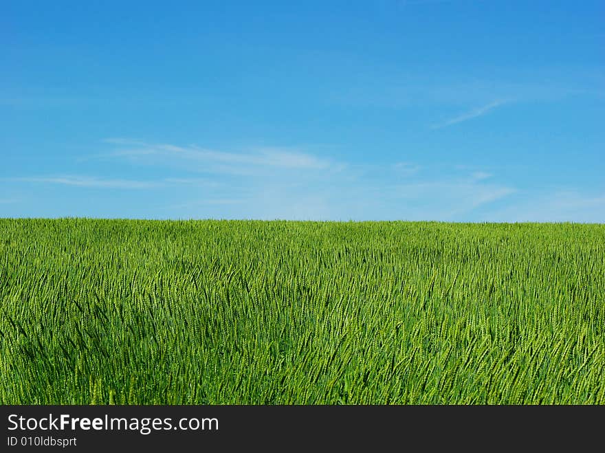 Wheat field on a background sky