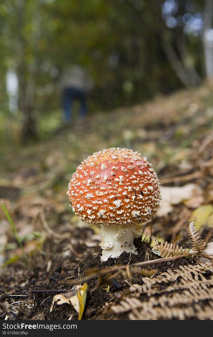 A red patch mushroom on the grass