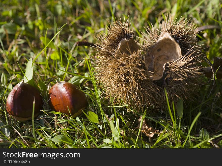 Chestnuts with husks