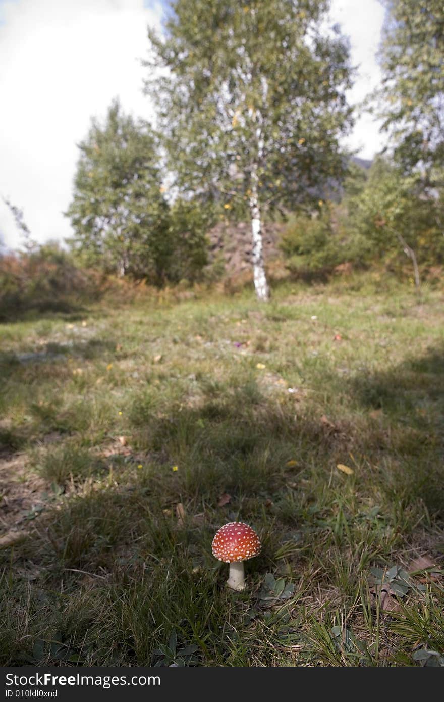 A red patch mushroom on the grass