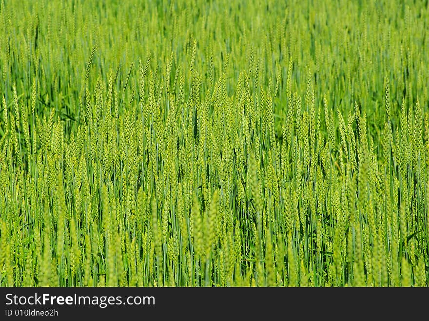 Green background of the wheat field