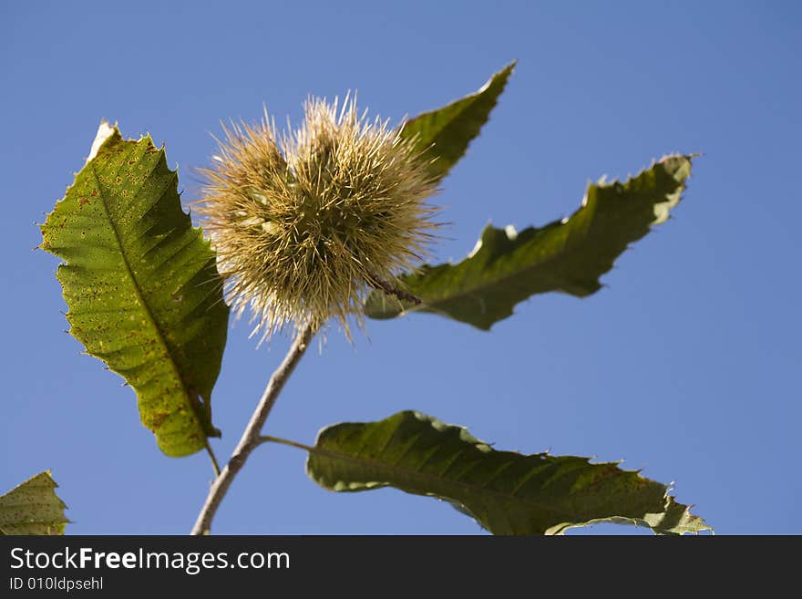 Chestnuts in their husk still on the tree. Chestnuts in their husk still on the tree