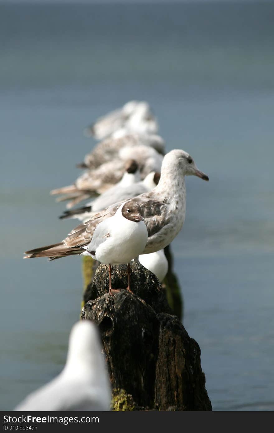 Sea gulls