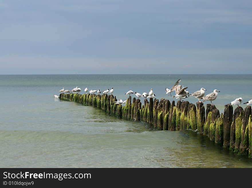 Sea gulls