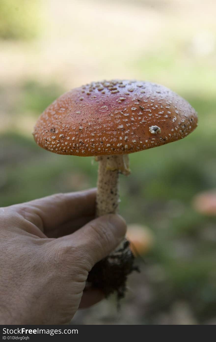 Hand holding a red patch mushroom