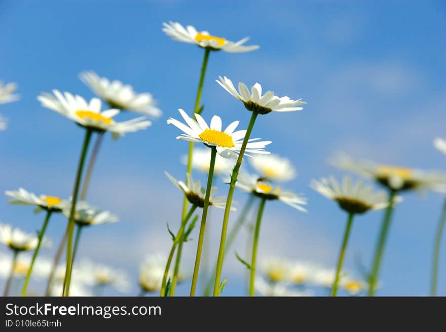 Daisy flowers on sky background - Asteraceae Anthemis ruthenica. Daisy flowers on sky background - Asteraceae Anthemis ruthenica