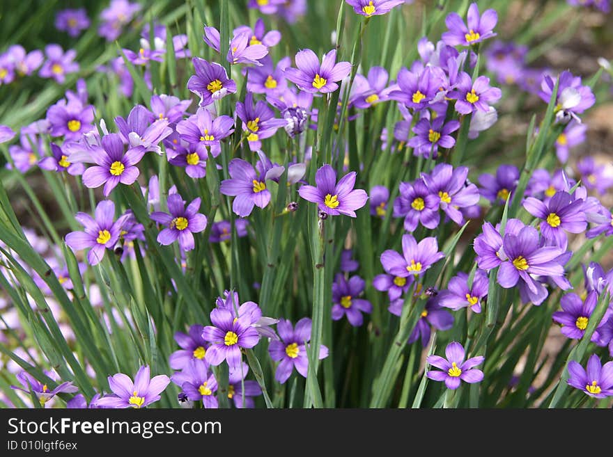 Purple flowers