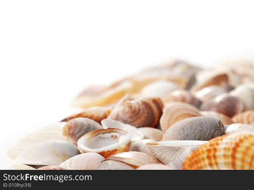 Shells on a white background. Shells on a white background.