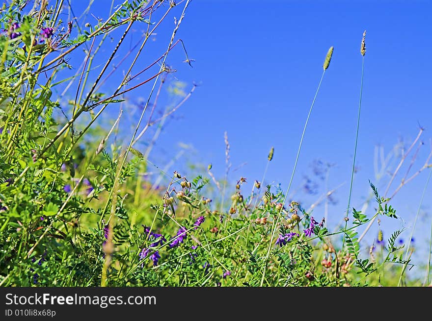 Close-up view of wild plants in rural field