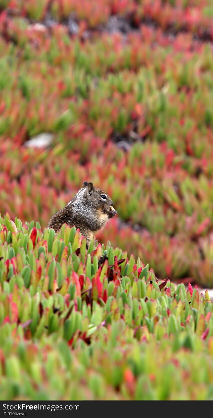 A ground squirrel takes time out to enjoy a spot of lunch amidst the succulents. A ground squirrel takes time out to enjoy a spot of lunch amidst the succulents.