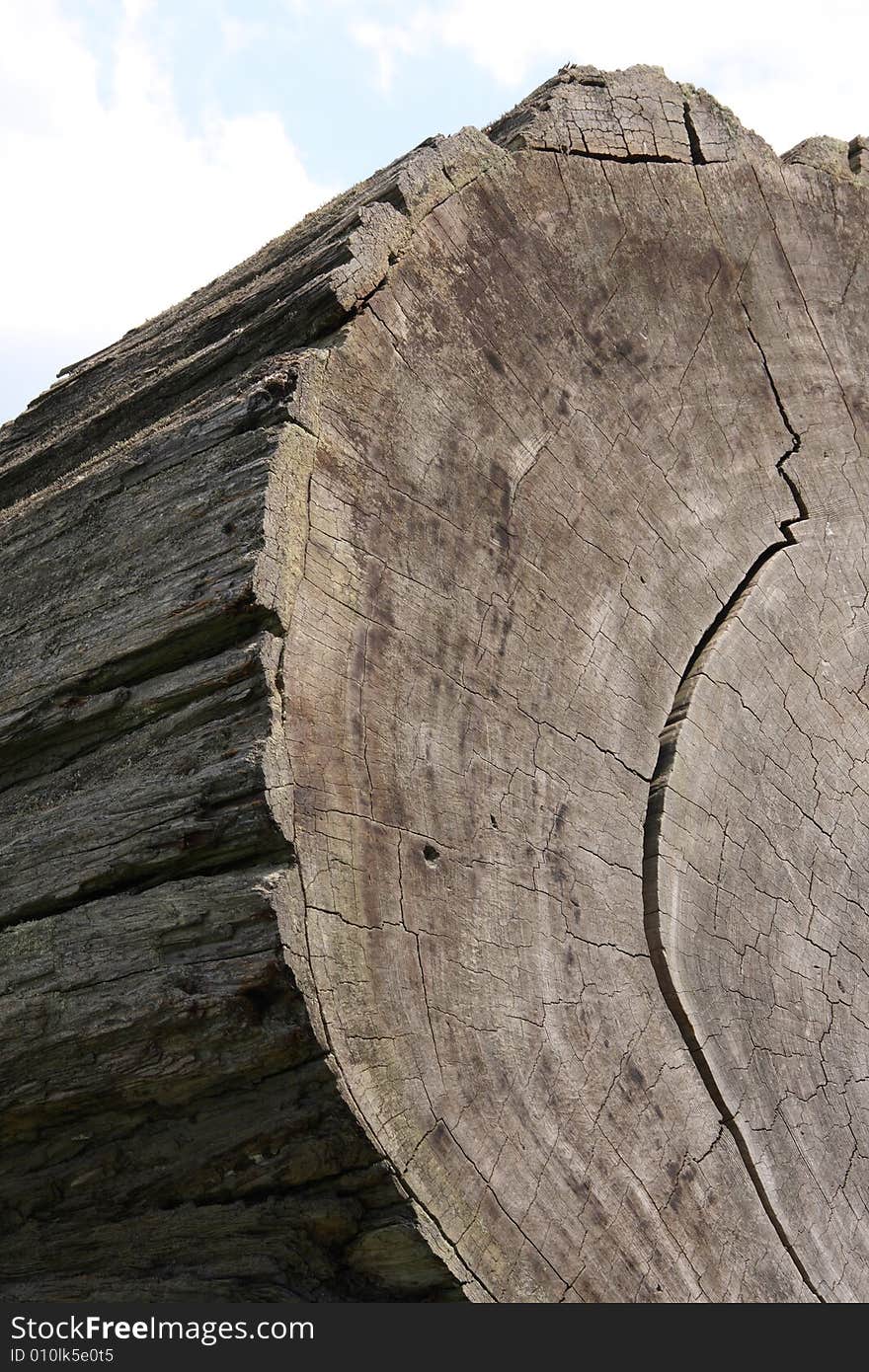 A cross section of a very large tree. A cross section of a very large tree