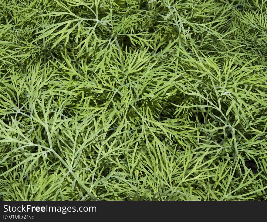 Fennel plant leaves in closeup