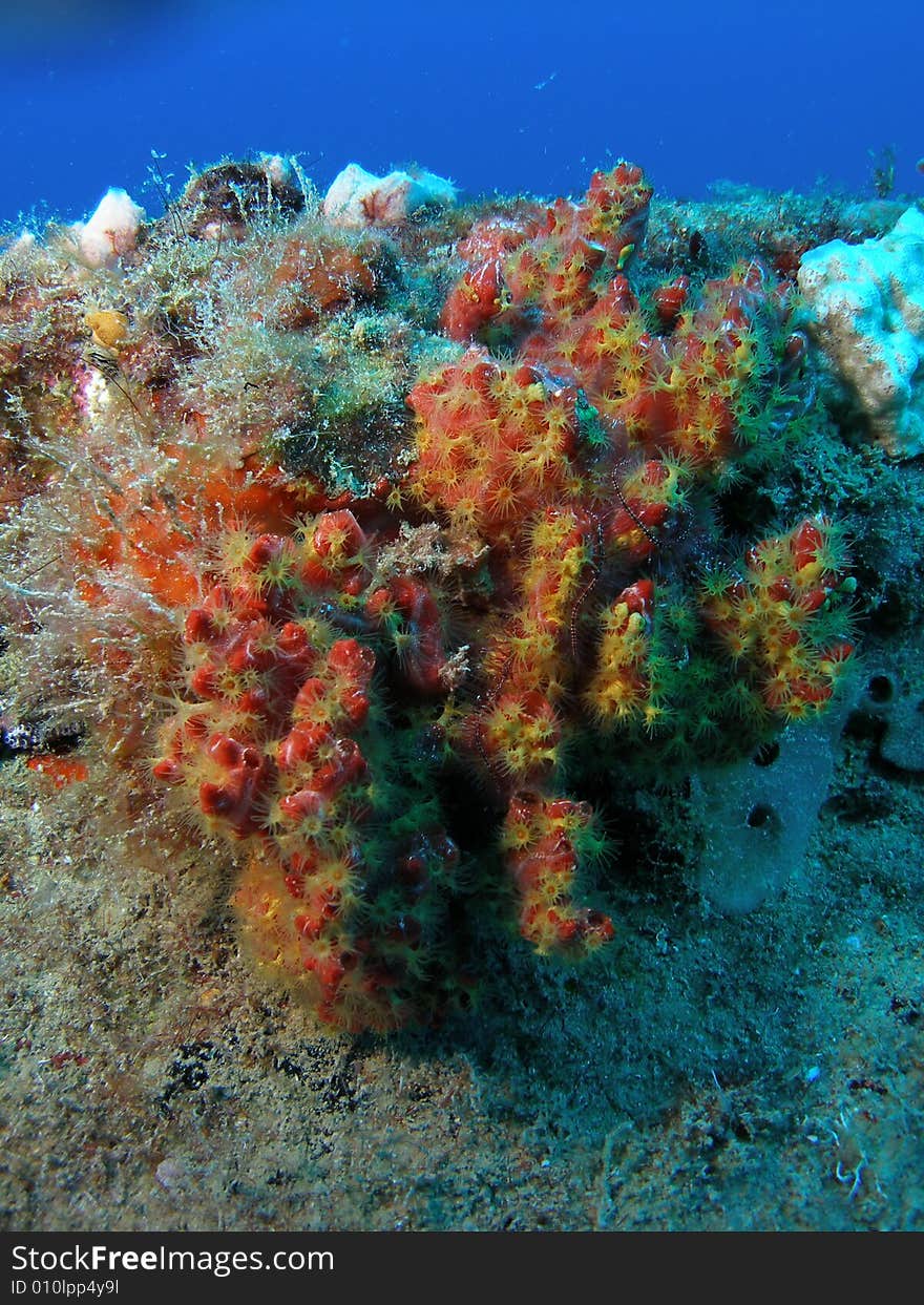 Artificial reef coral