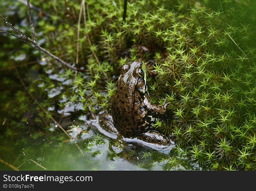 Big frog waiting for dinner in setting sunlight. Big frog waiting for dinner in setting sunlight.