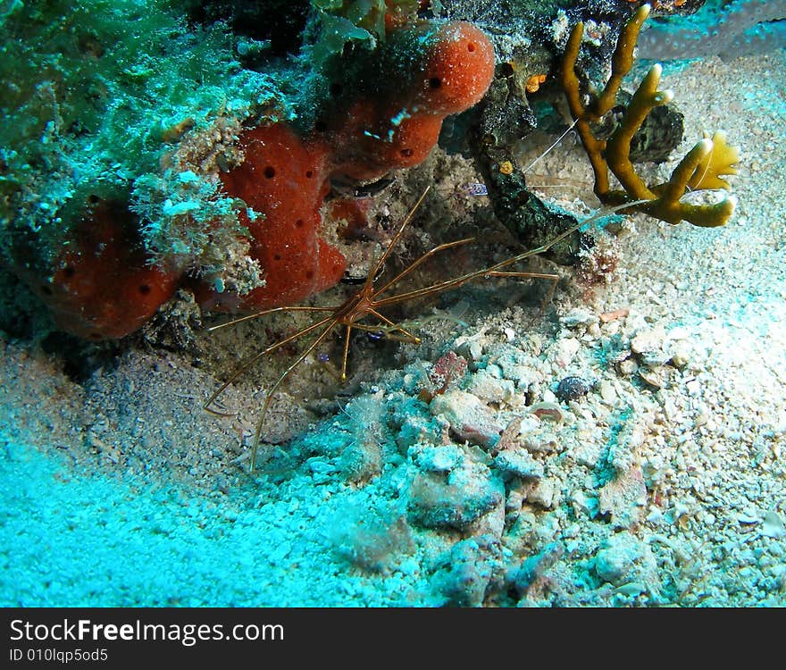 Arrow crab on a reef off the coast of south Florida. Arrow crab on a reef off the coast of south Florida.