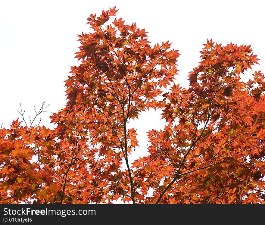 View of Japanese maple tree leaves against an overcast sky. View of Japanese maple tree leaves against an overcast sky.