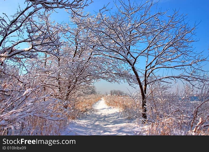 View of nature path after a snowfall. View of nature path after a snowfall.