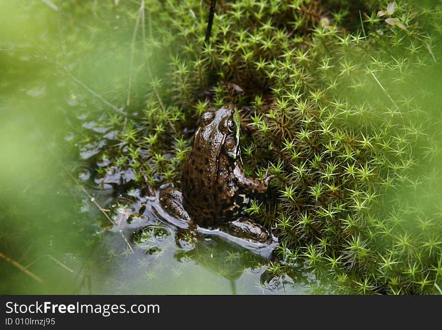 Big frog waiting for dinner in setting sunlight. Big frog waiting for dinner in setting sunlight.