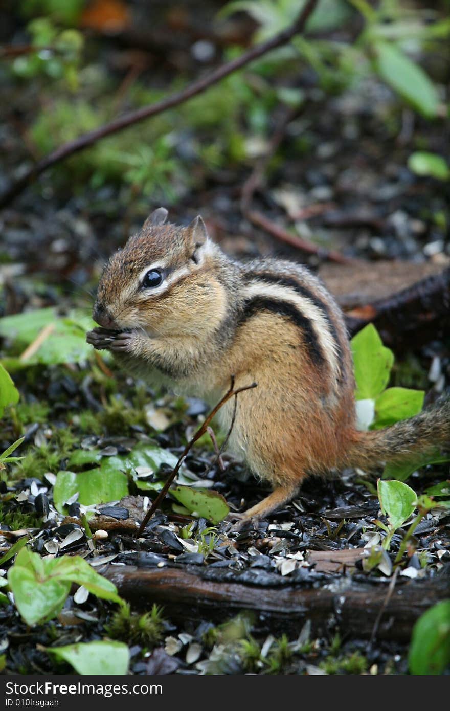 Squirrel found in the mountains of Canada. Squirrel found in the mountains of Canada