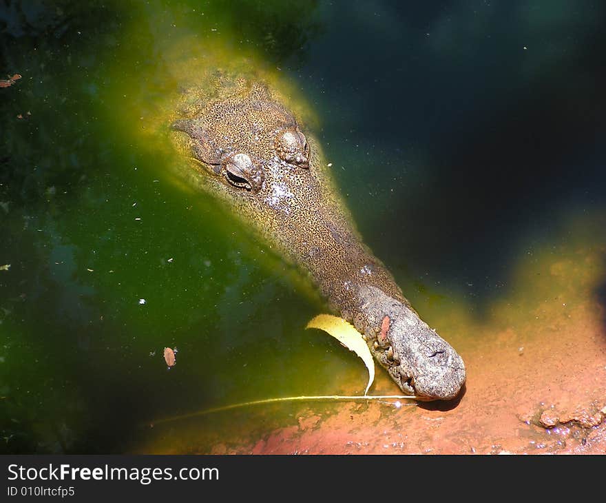 Saltwater Crocodile waiting in the water