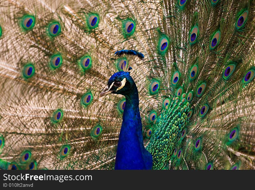 Peacock