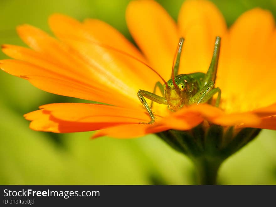 Green grasshopper sitting on a flower