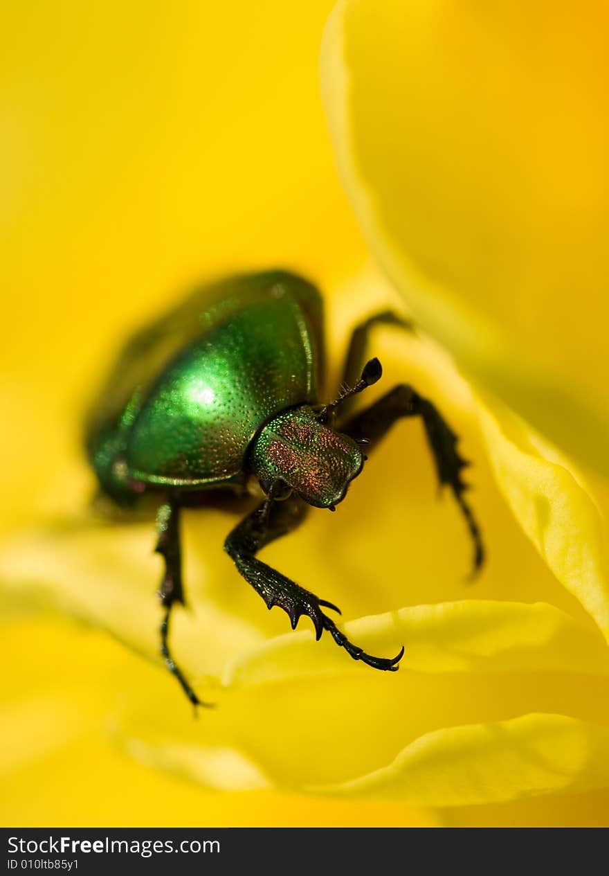 Green bug sitting on a yellow flower (Shallow DoF, focus on bug's head)