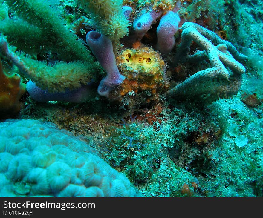 Purple tube sponge