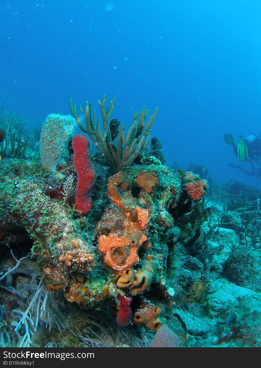 Coral on a reef off the coast of south Florida. Coral on a reef off the coast of south Florida.