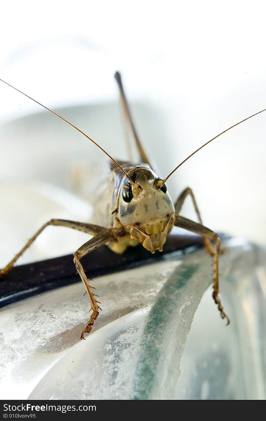 Locust Facing Camera