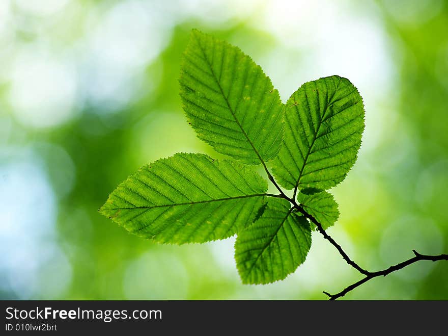 Green leaves background in sunny day