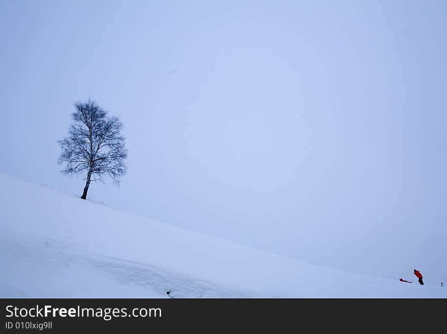 A snowy winter scene with tree. A snowy winter scene with tree