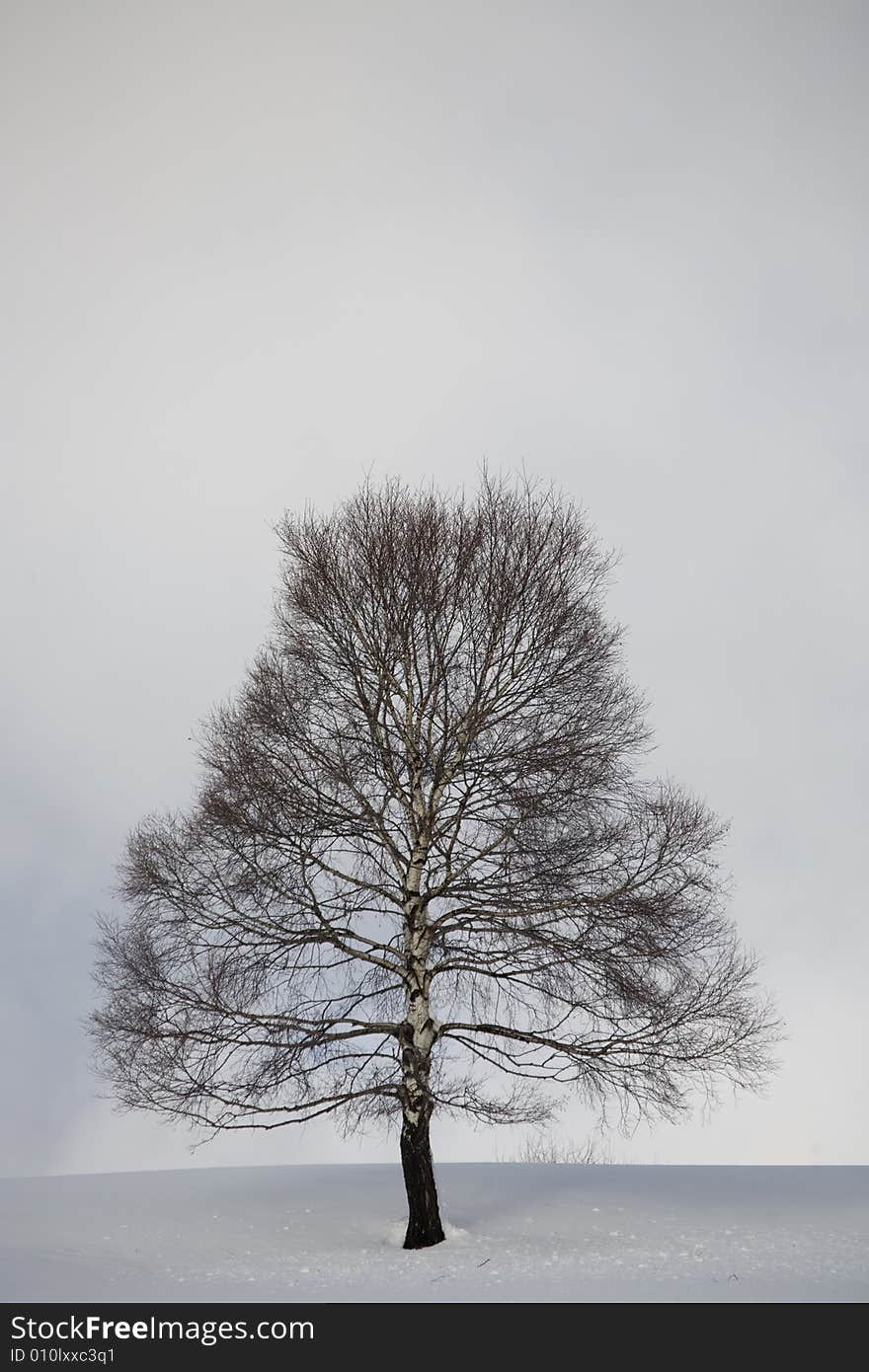 A snowy winter scene with tree. A snowy winter scene with tree