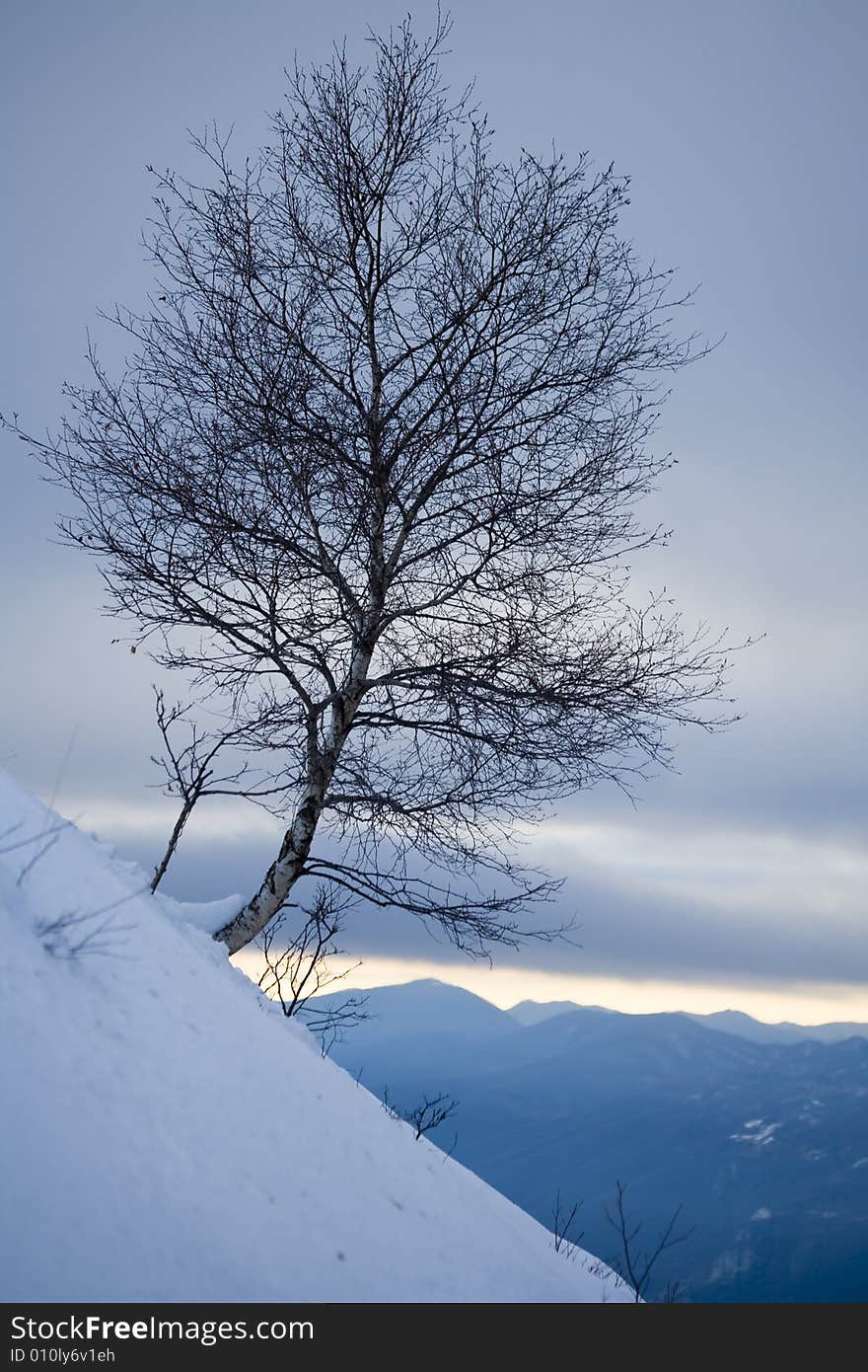 A snowy winter scene with tree. A snowy winter scene with tree