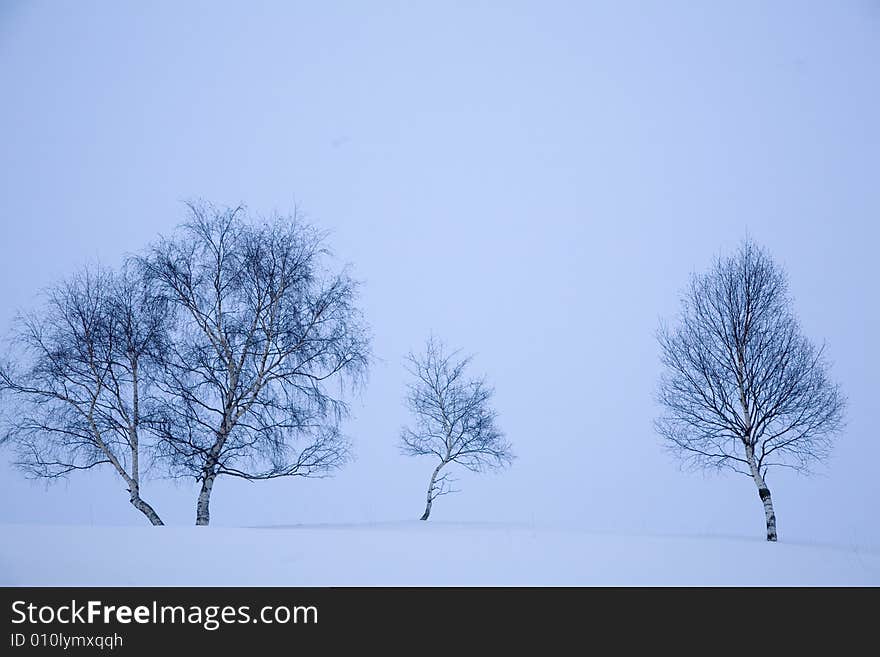 A snowy winter scene with trees. A snowy winter scene with trees