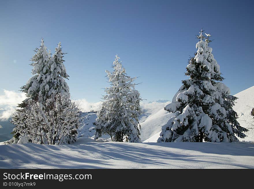 A snowy winter scene with pines. A snowy winter scene with pines