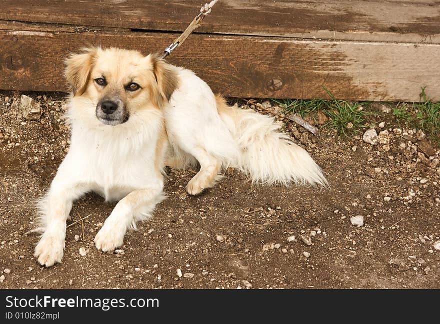 Portrait of sweet dog sitting in the garden