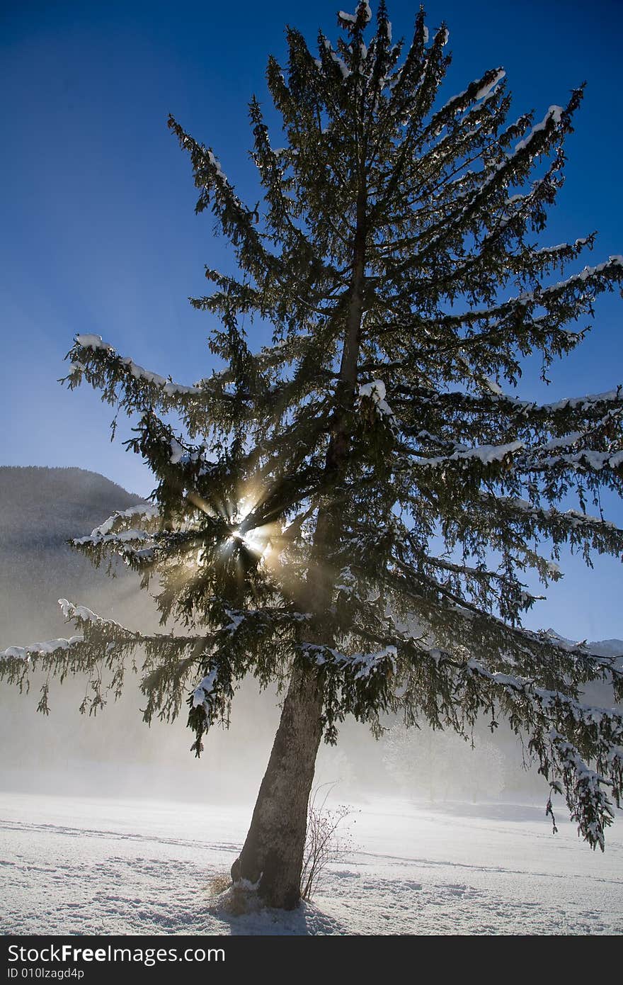 A snowy winter scene with pine. A snowy winter scene with pine