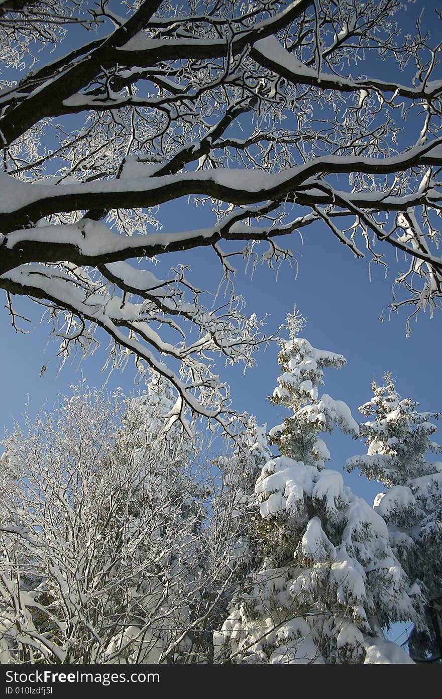 A snowy winter scene with trees. A snowy winter scene with trees