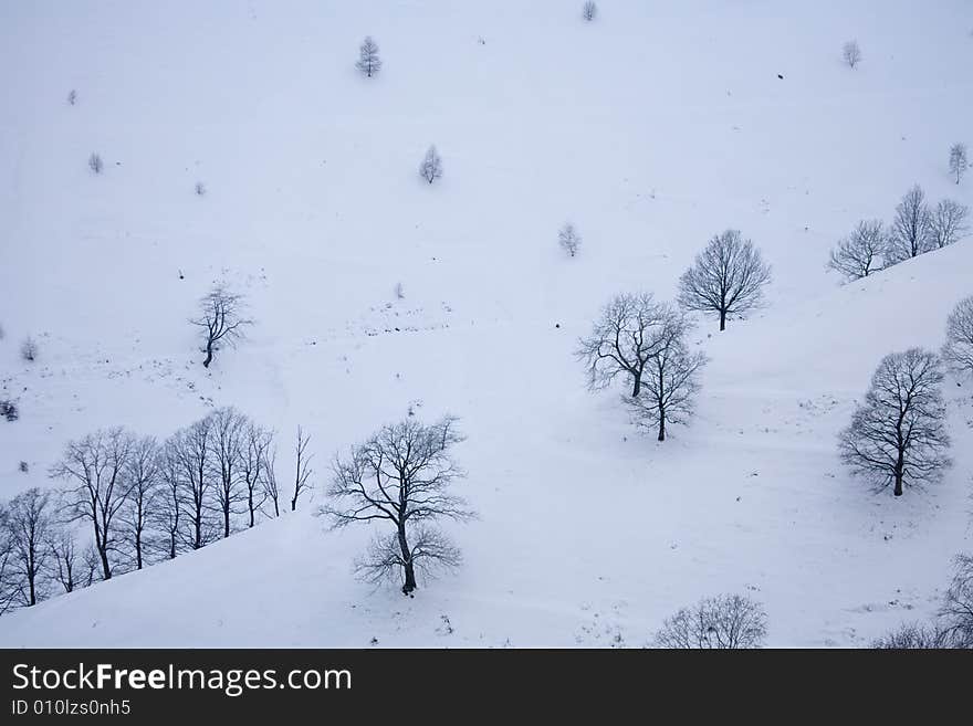 A snowy winter scene with trees. A snowy winter scene with trees