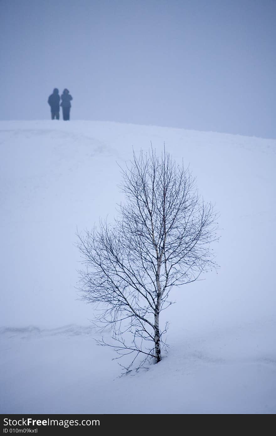 A snowy winter scene with tree. A snowy winter scene with tree