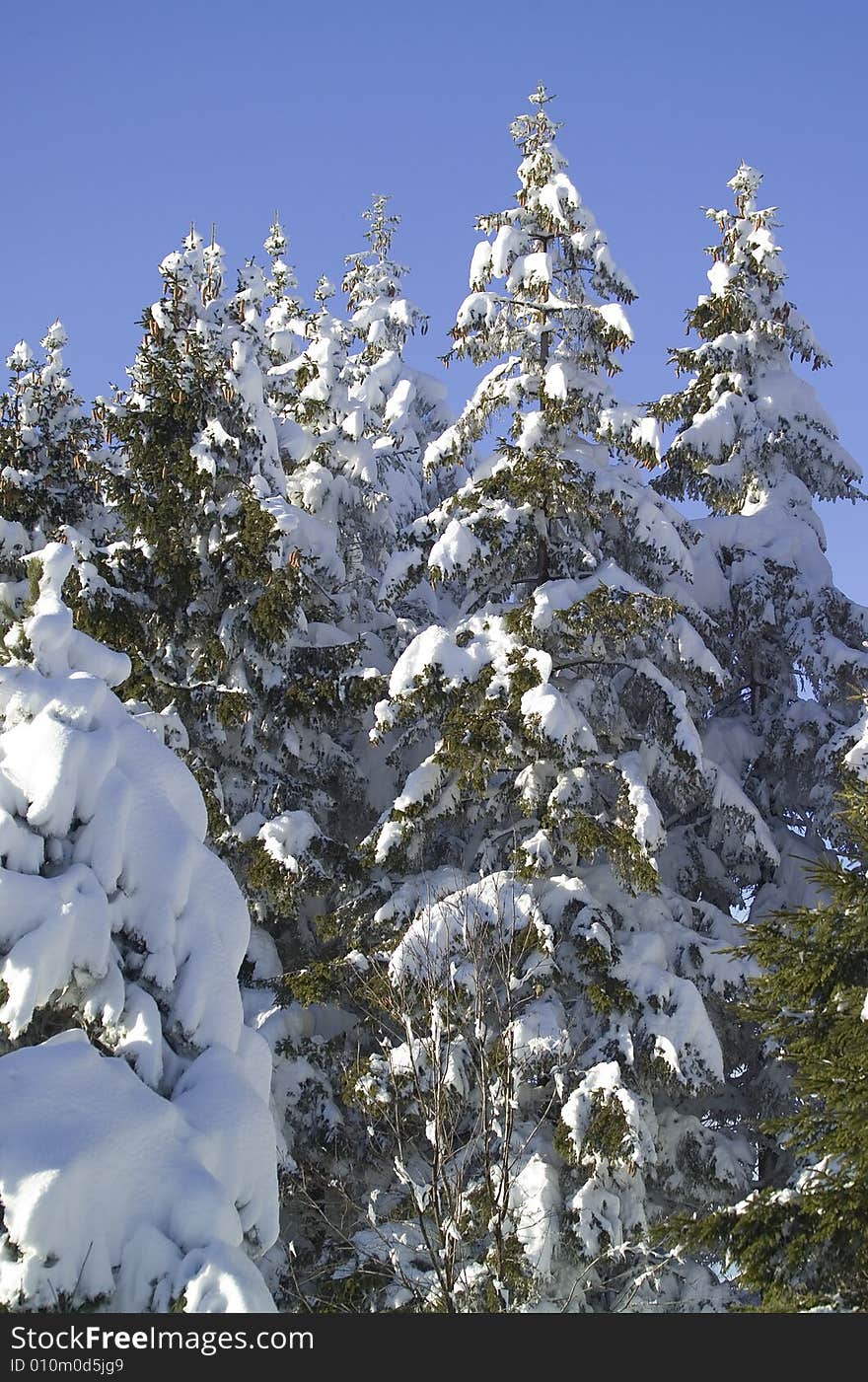 A snowy winter scene with pines. A snowy winter scene with pines