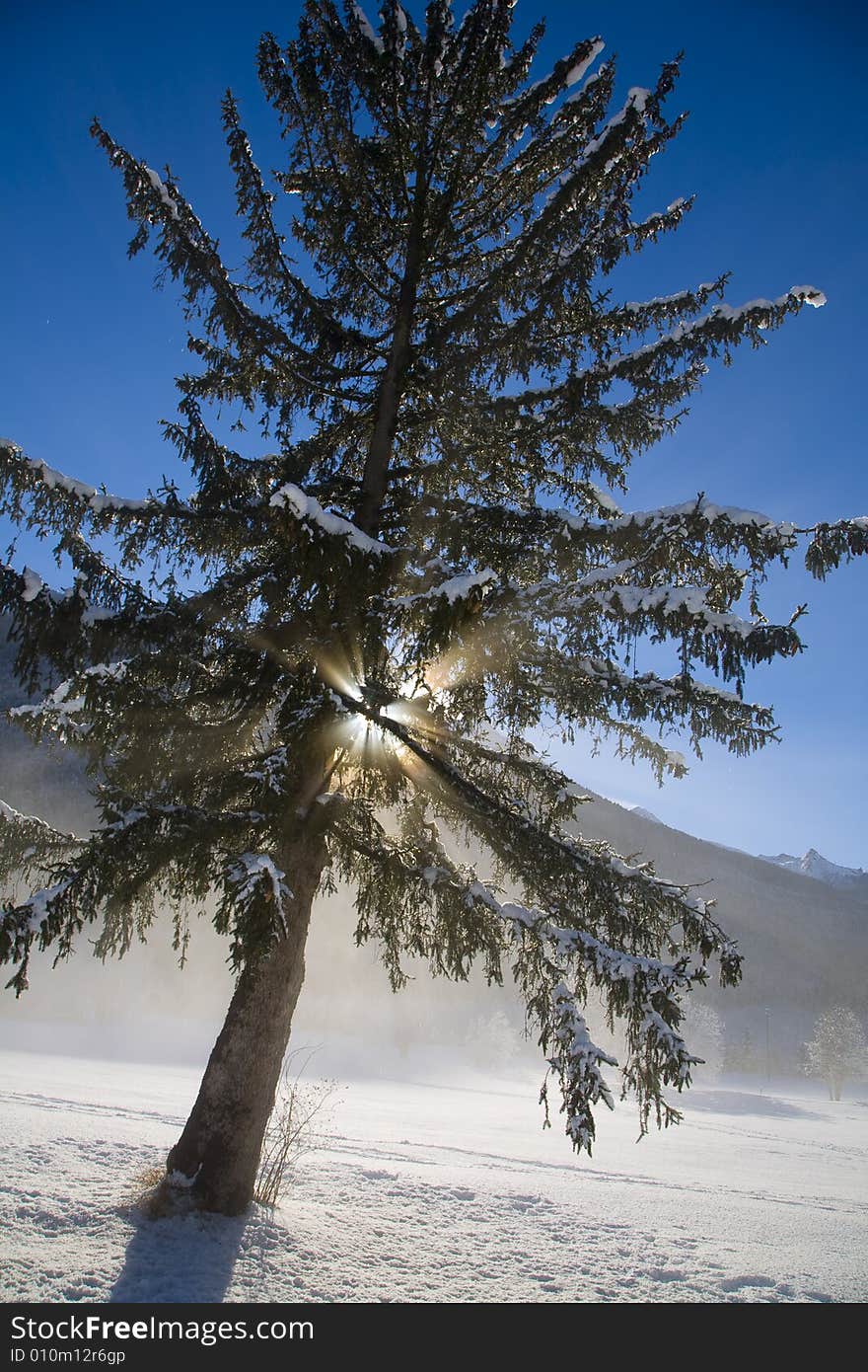 A snowy winter scene with pine. A snowy winter scene with pine