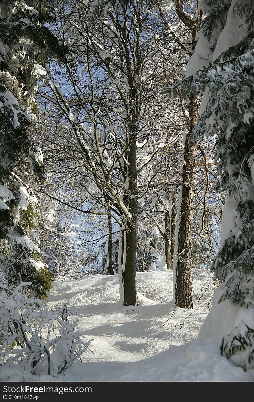 A snowy winter scene with trees. A snowy winter scene with trees