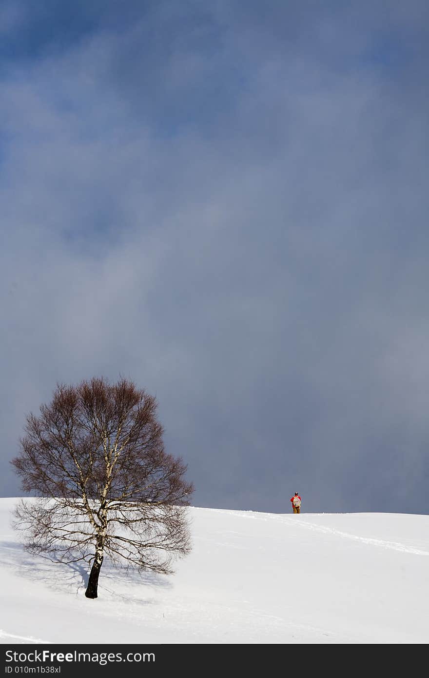 A snowy winter scene with tree. A snowy winter scene with tree